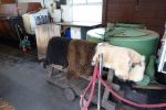 PICTURES/Skyeskyns Sheepskin Tannery/t_Rinse2.JPG